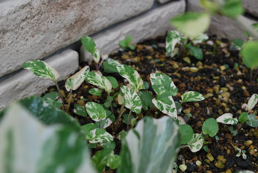 Viola mandshurica 'Fuji Dawn' - Flower Seeds - Caribbean garden seed