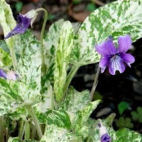 Viola mandshurica 'Fuji Dawn' - Flower Seeds - Caribbean garden seed