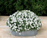 Viola Flowers Seeds - White Perfection , Horned Violet or Tufted Pansy - Caribbeangardenseed