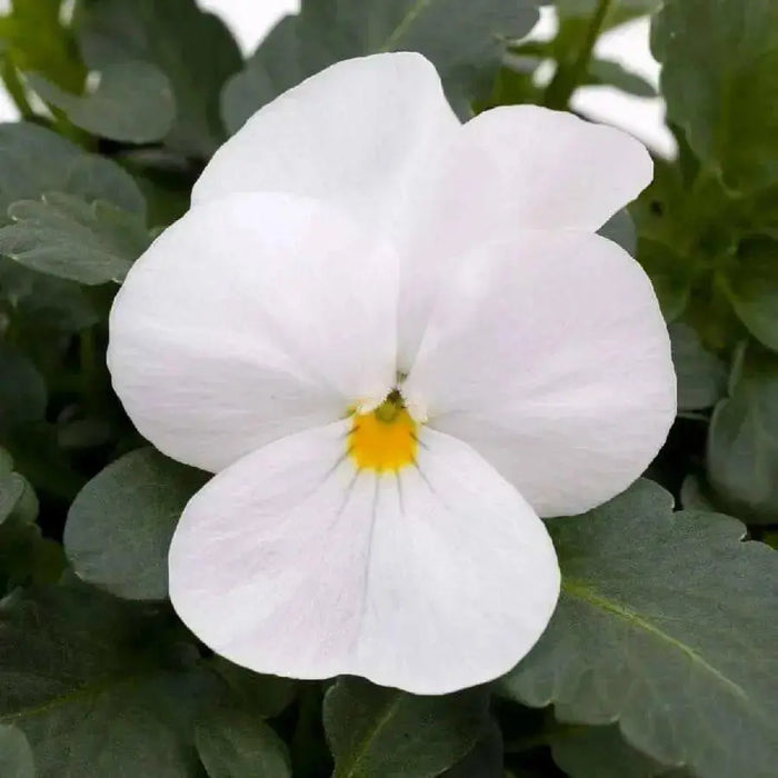 Viola seeds ,Crystals White, PERENNIAL FLOWERS - Caribbean garden seed