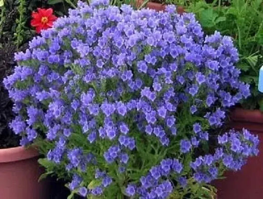 Viper's Bugloss Flowers Seeds (Echium Plantagineum) - Blue Bedder,Biennial ,Zones: 3 - 8 - Caribbeangardenseed