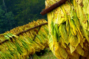 Virginia Bright Leaf TOBACCO SEEDS,Tobacco is a magnificent plant,beautiful flowers making them a great addition to Garden and flower beds.