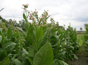 Virginia Bright Leaf TOBACCO SEEDS,Tobacco is a magnificent plant,beautiful flowers making them a great addition to Garden and flower beds.