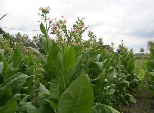 Virginia Bright Leaf TOBACCO SEEDS,Tobacco is a magnificent plant,beautiful flowers making them a great addition to Garden and flower beds.