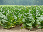 Virginia Bright Leaf TOBACCO SEEDS,Tobacco is a magnificent plant,beautiful flowers making them a great addition to Garden and flower beds.