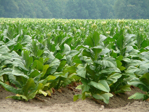 Virginia Bright Leaf TOBACCO SEEDS,Tobacco is a magnificent plant,beautiful flowers making them a great addition to Garden and flower beds.