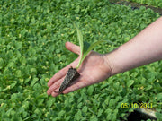 Virginia Bright Leaf TOBACCO SEEDS,Tobacco is a magnificent plant,beautiful flowers making them a great addition to Garden and flower beds.