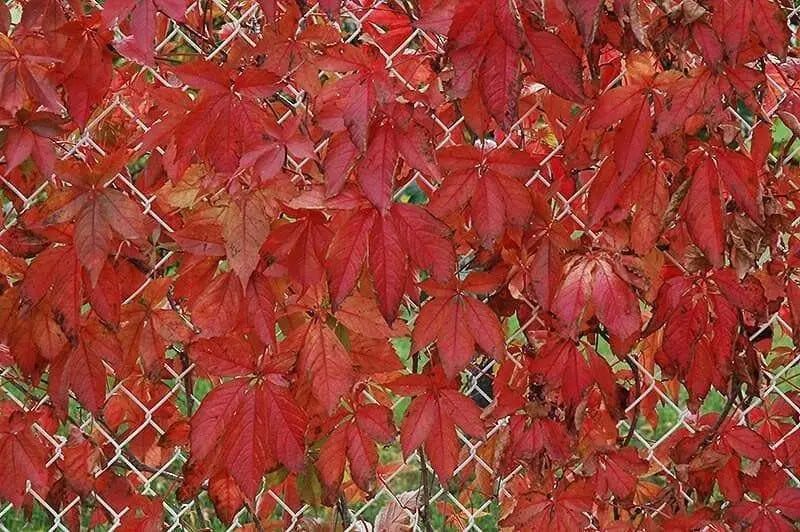 Virginia creeper Seeds -climbing vine - Caribbean garden seed