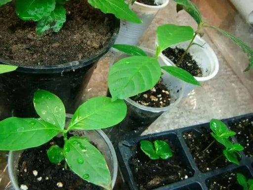 VOACANGA AFRICANA SEEDS - tropical evergreen shrub native to West Africa - Caribbean garden seed