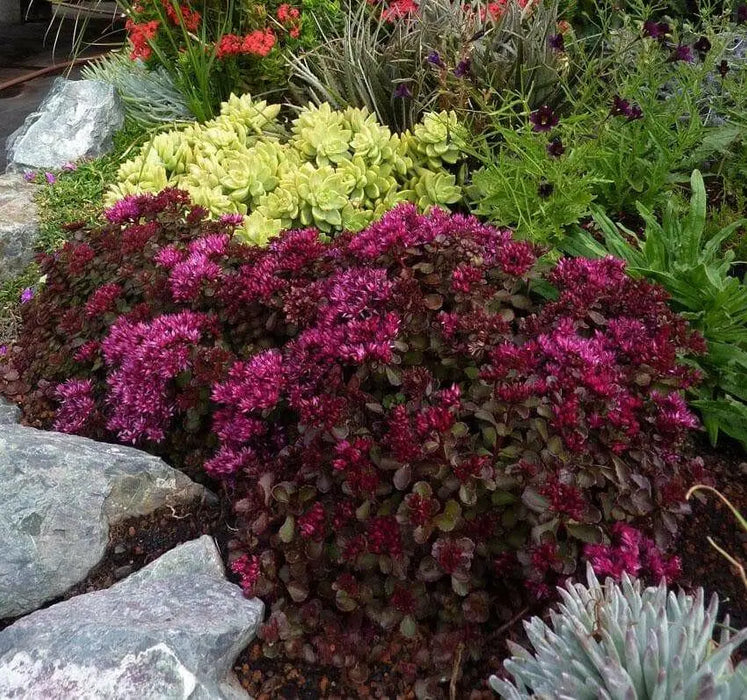 Voodoo Stonecrop Seeds,(Sedum Spurium) Succulent,Groundcover - Caribbean garden seed