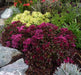 Voodoo Stonecrop Seeds,(Sedum Spurium) Succulent,Groundcover - Caribbeangardenseed