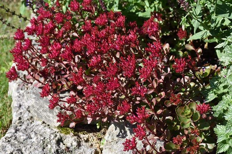 Voodoo Stonecrop Seeds,(Sedum Spurium) Succulent,Groundcover - Caribbeangardenseed