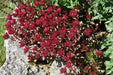 Voodoo Stonecrop Seeds,(Sedum Spurium) Succulent,Groundcover - Caribbean garden seed