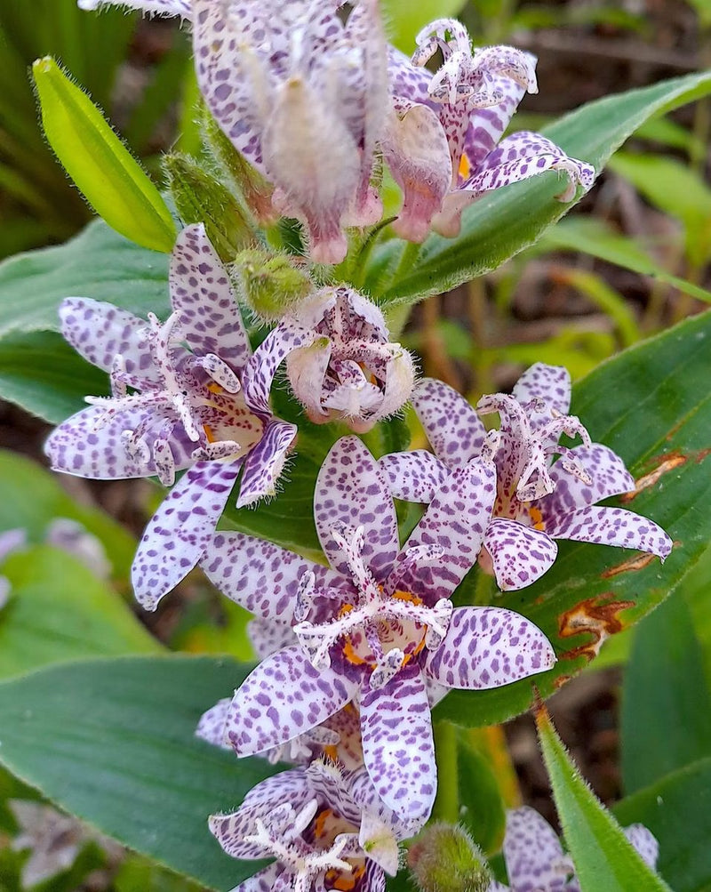 Miyazaki Toad Lily Seeds - Tricyrtis Miyazaki - Caribbean garden seed