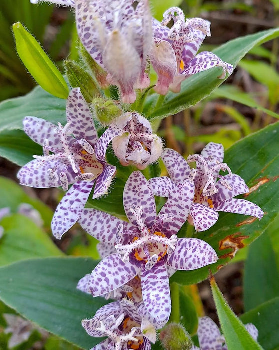 Miyazaki Toad Lily Seeds - Tricyrtis Miyazaki - Caribbean garden seed