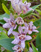 Miyazaki Toad Lily Seeds - Tricyrtis Miyazaki - Caribbean garden seed