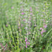 WALL GERMANDER SEEDS (Teucrium Chamaedris) PERENNIAL HERB - Caribbeangardenseed