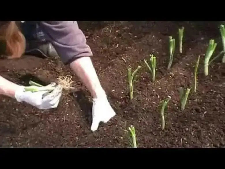 Walla Walla Onion Plants, LONG DAY ONION - Caribbean garden seed