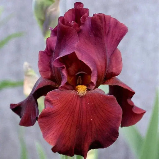 war chief Tall Bearded Iris- BAREROOT Plants, PERENNIAL Caribbeangardenseed