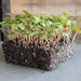 Water Pepper , HERB Seeds, Asian Vegetable, microgreens - Caribbean garden seed