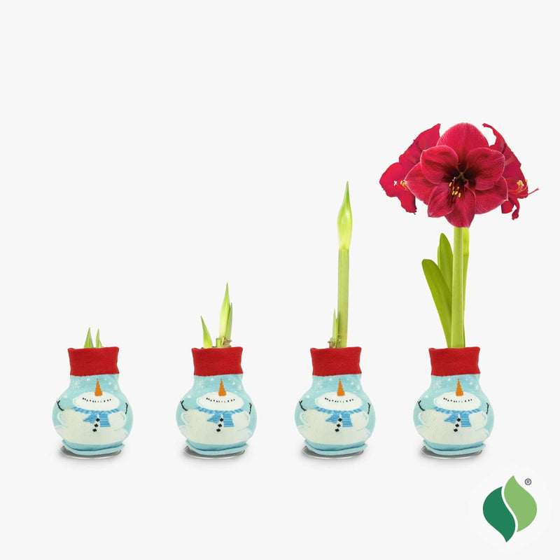Wax Amaryllis - Sweater AMARYLLIS, Perfect Holiday gift - Caribbean garden seed