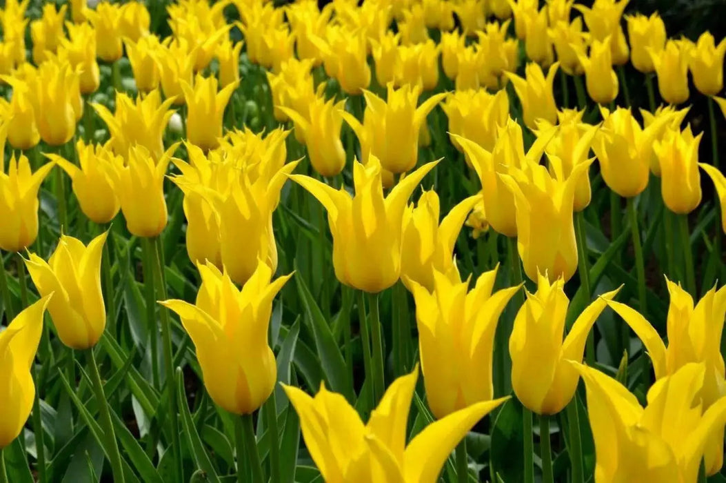 WEST POINT (Tulip  Bulbs) fall planting - Caribbean garden seed