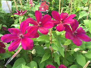 Clematis Westerplatte (Starter Plant) PERENNIAL VINE - Caribbean garden seed