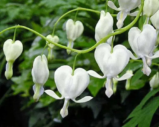 WHITE BLEEDING HEART (2 BARE ROOT PLANT) PERENNIAL FLOWERS - Caribbean garden seed