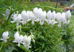 Dicentra spectabilis ALBA (2 BARE ROOT PLANT) - Caribbeangardenseed