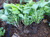 White Bonita Sweet Potato Plants/Slips - Caribbean garden seed