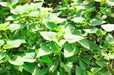 White Bonita Sweet Potato Plants/Slips - Caribbean garden seed