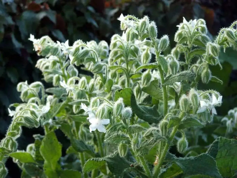 White Borage Herb Seeds - Caribbeangardenseed