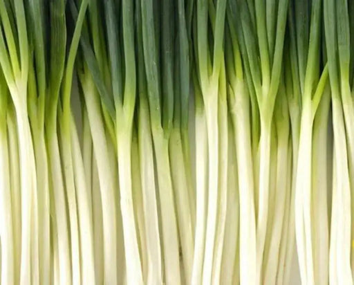 White Bunching Onion SEEDS, - Asian Vegetables - Caribbean garden seed