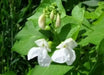 White Emergo ,Runner Bean SEEDS' - Caribbean garden seed