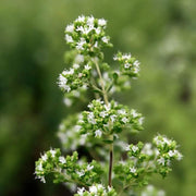 White Flowering Oregano (Origanum vulgare 'Album') Seeds - Caribbean garden seed