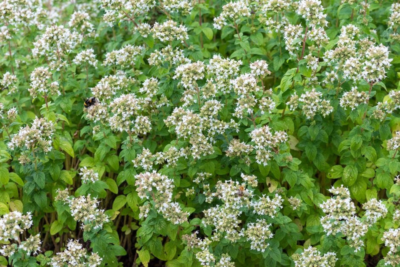 White Flowering Oregano (Origanum vulgare 'Album') Seeds - Caribbean garden seed