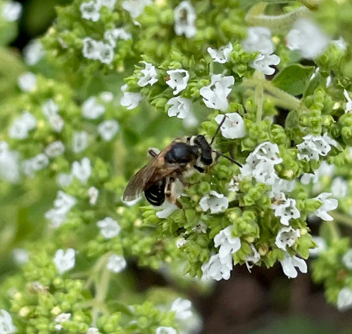 White Flowering Oregano (Origanum vulgare 'Album') Seeds - Caribbean garden seed