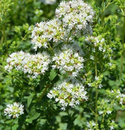 White Flowering Oregano (Origanum vulgare 'Album') Seeds - Caribbean garden seed