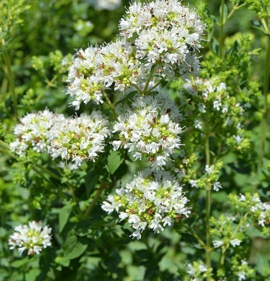 White Flowering Oregano (Origanum vulgare 'Album') Seeds - Caribbean garden seed