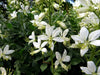 White gas Plant seeds,  Burning Bush Plant seeds - Caribbean garden seed