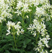 White gas Plant seeds,  Burning Bush Plant seeds - Caribbean garden seed