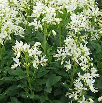 White gas Plant seeds,  Burning Bush Plant seeds - Caribbean garden seed
