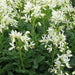 White gas Plant seeds,  Burning Bush Plant seeds - Caribbean garden seed