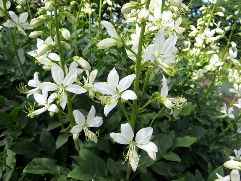 White gas Plant seeds,  Burning Bush Plant seeds - Caribbean garden seed