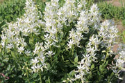 White gas Plant seeds,  Burning Bush Plant seeds - Caribbean garden seed