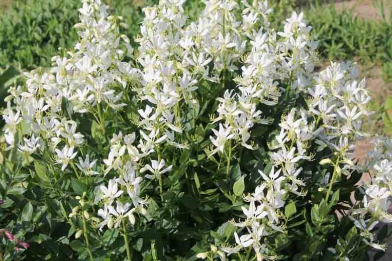 White gas Plant seeds,  Burning Bush Plant seeds - Caribbean garden seed