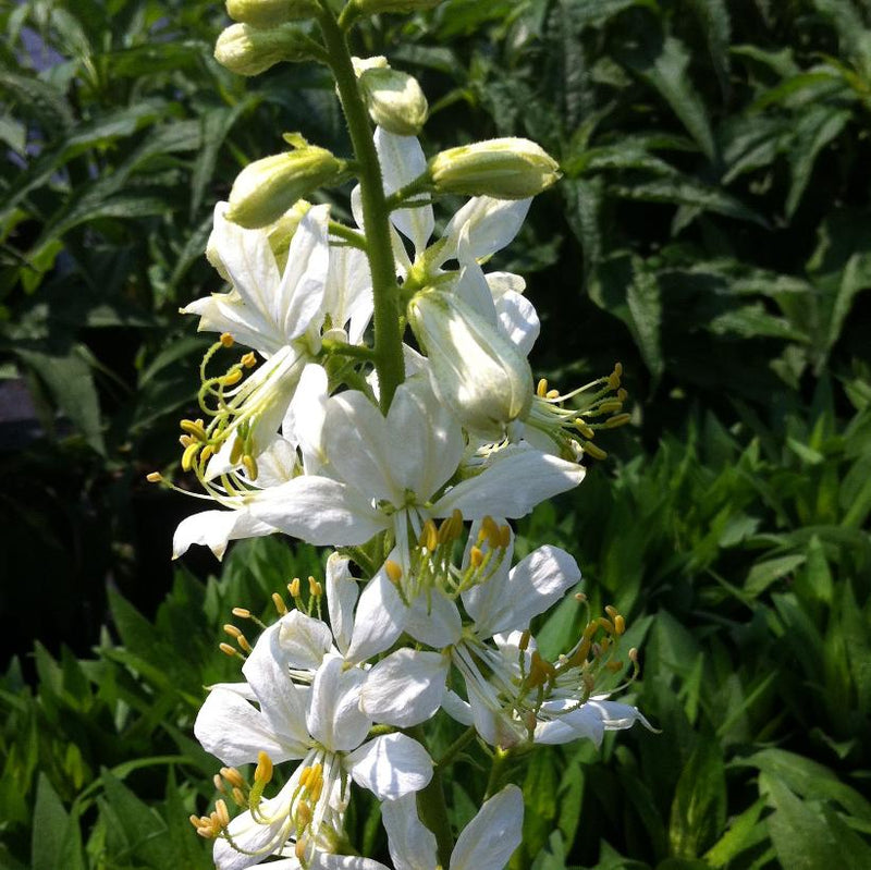 White gas Plant seeds,  Burning Bush Plant seeds - Caribbean garden seed
