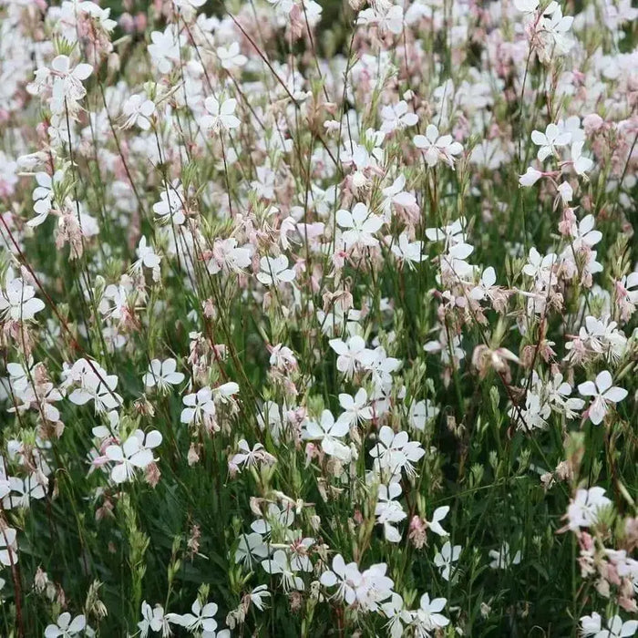 White  Gaura.Flowers Seed, (Gaura Lindheimeri) Perennial - Caribbean garden seed