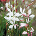 White  Gaura.Flowers Seed, (Gaura Lindheimeri) Perennial - Caribbean garden seed