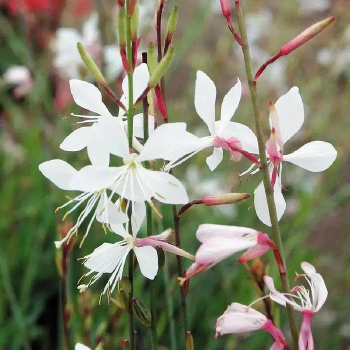 White  Gaura.Flowers Seed, (Gaura Lindheimeri) Perennial - Caribbean garden seed